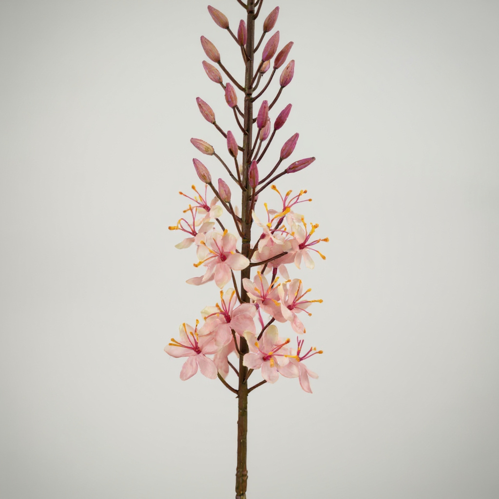 Eremurus Roze