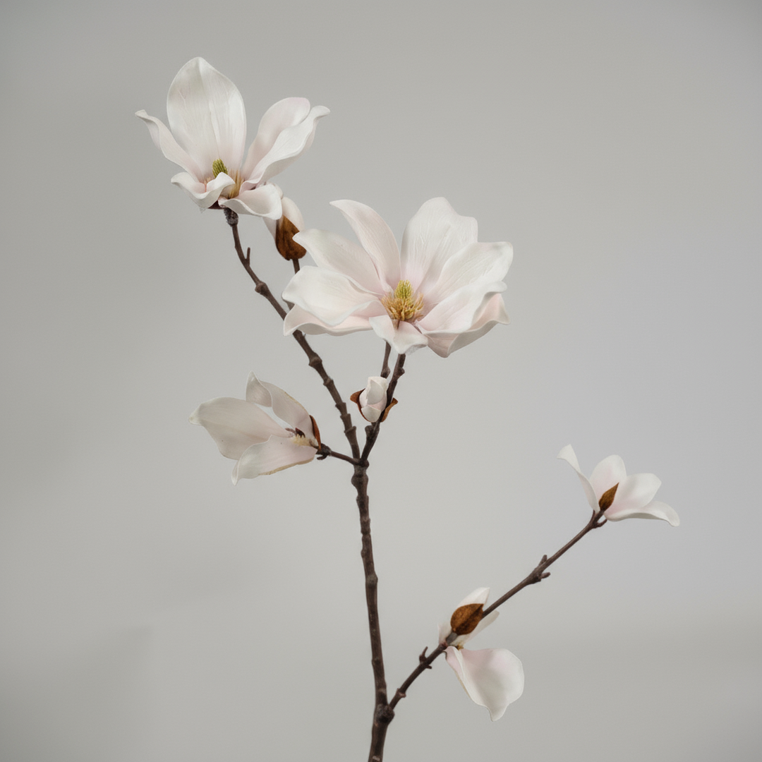 Magnolia Wit