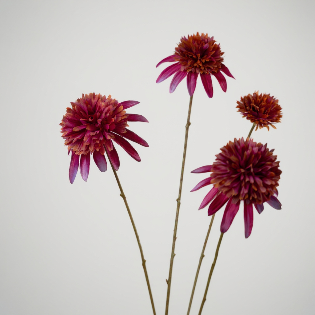 Rudbeckia Paars