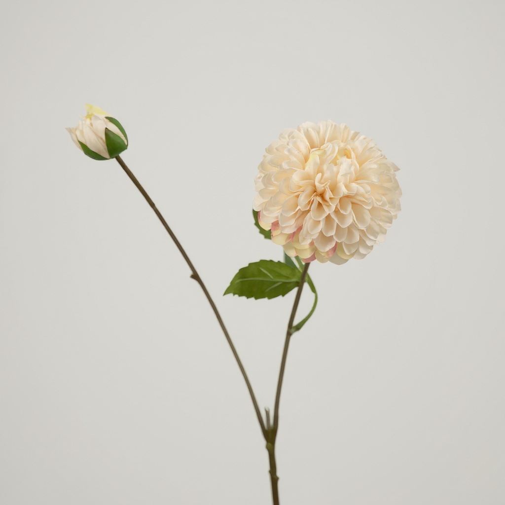 Dahlia Crème
