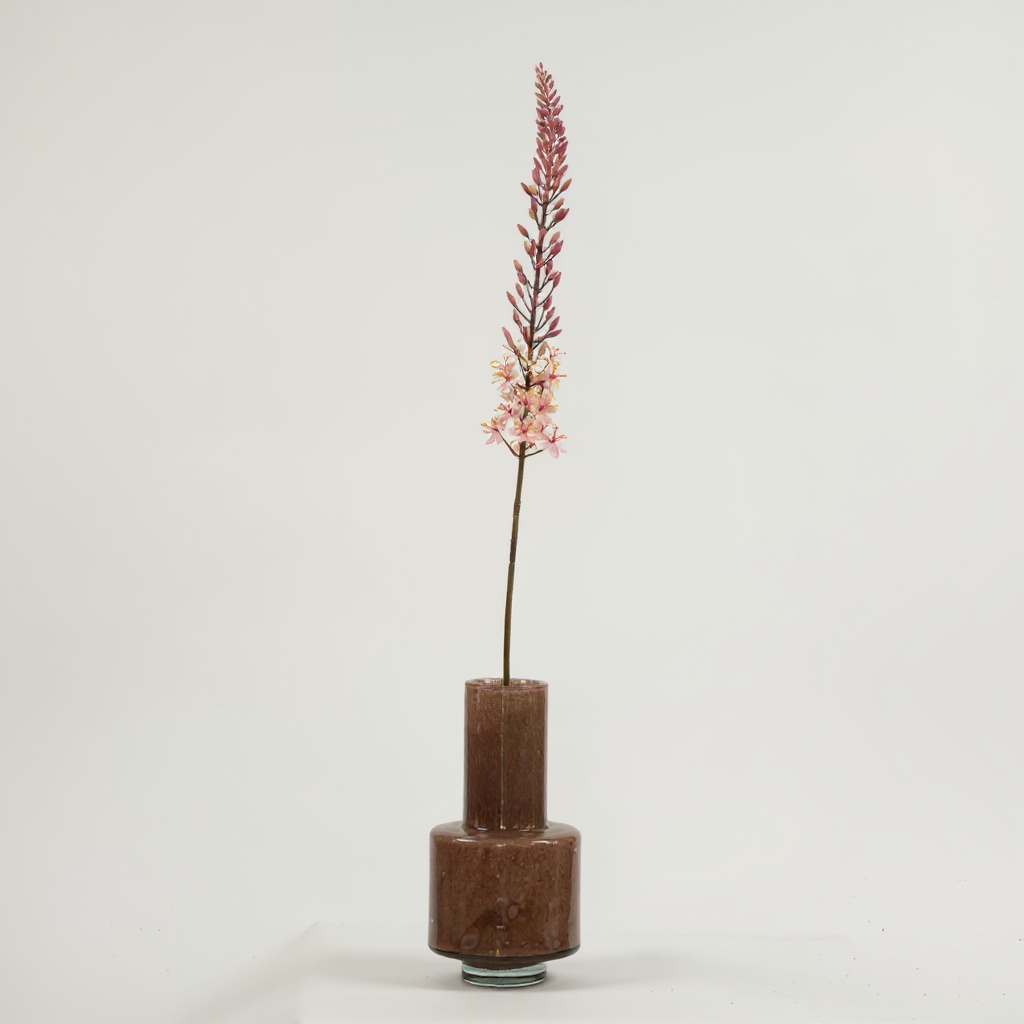 Eremurus Roze