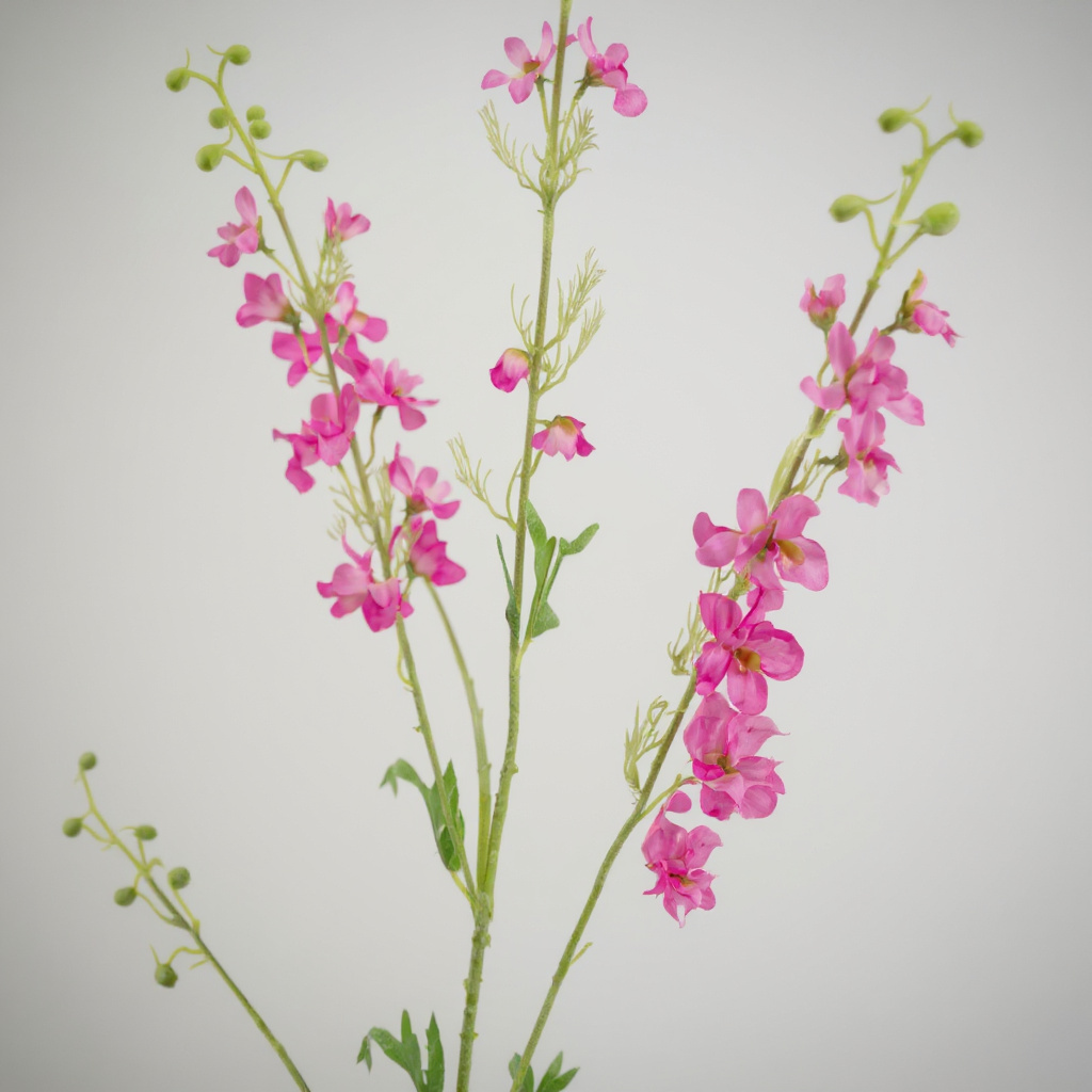 Delphinium Roze