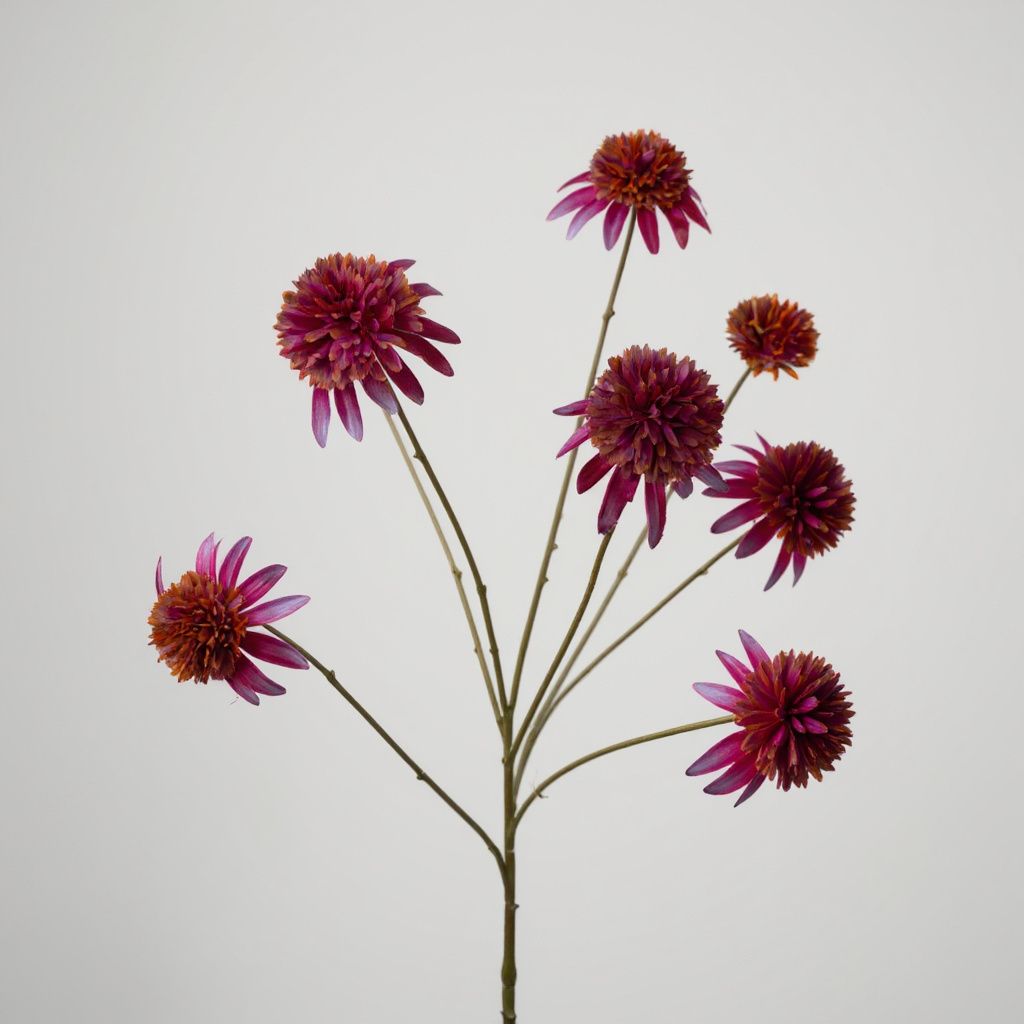Rudbeckia Paars