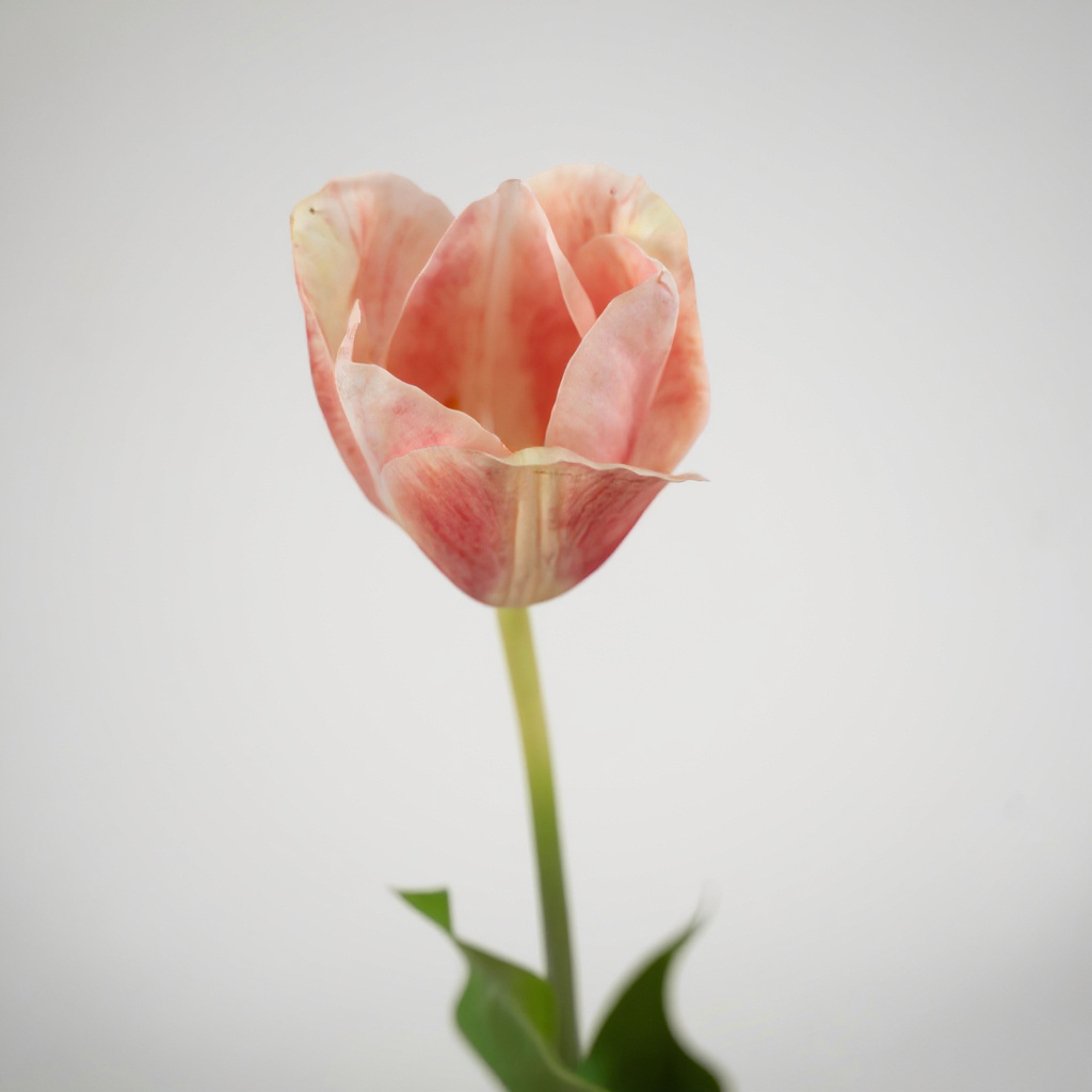 Tulp Steel Roze