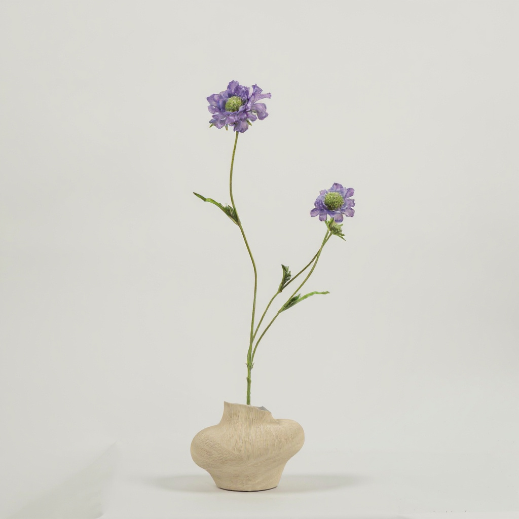 Scabiosa Blauw