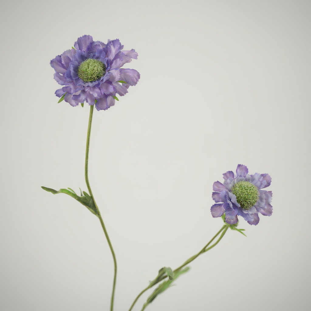 Scabiosa Blauw