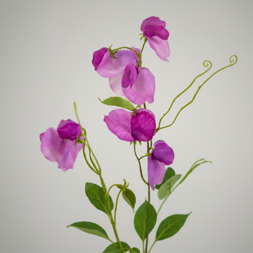 Lathyrus Paars