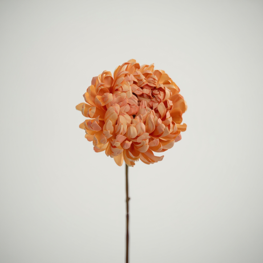 Chrysant Tak Zalm