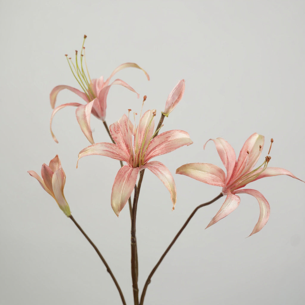 Lely Roze
